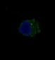 S100 beta Rabbit mAb ABZ4982
