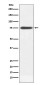 Human IgM Rabbit mAb ABZ4989