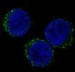 CD8 alpha Rabbit mAb ABZ4991