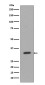 CD8 alpha Rabbit mAb ABZ4991