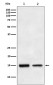 TGF alpha Rabbit mAb ABZ4992