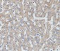 MTCO2 Rabbit mAb ABZ4994