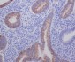 Anterior Gradient 2 Rabbit mAb ABZ4997