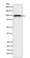 Epac1 Rabbit mAb ABZ4998