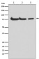 ATG7 Rabbit mAb ABZ4999