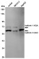 Glutaminase Rabbit mAb ABZ5000