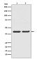 ERK2 Rabbit mAb ABZ5006