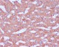 KDEL Rabbit mAb ABZ5008