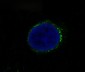c-Met Rabbit mAb ABZ5013