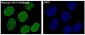 Histone H2A.X Rabbit mAb ABZ5015