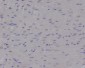 Nibrin Rabbit mAb ABZ5018