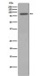 Nibrin Rabbit mAb ABZ5018