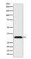 DARPP32 Rabbit mAb ABZ5020