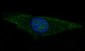GFAP Rabbit mAb ABZ5022