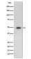GFAP Rabbit mAb ABZ5022