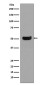 Human IgG4 Rabbit mAb ABZ5023