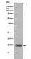 Histone H2B (yeast) Rabbit mAb ABZ5026