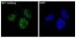 IRF1 Rabbit mAb ABZ5028