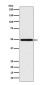 IRF1 Rabbit mAb ABZ5028