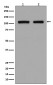 DGCR8 Rabbit mAb ABZ5033