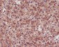 Hsp90 alpha/beta Rabbit mAb ABZ5034