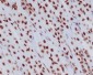 Histone H3.3 Rabbit mAb ABZ5035