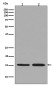Histone H3.3 Rabbit mAb ABZ5035