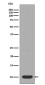 DYNLL1/PIN Rabbit mAb ABZ5038
