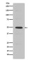 Cyclin E2 Rabbit mAb ABZ5039