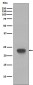 CD3 epsilon Rabbit mAb ABZ5041