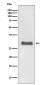 Prion Protein PrP Rabbit mAb ABZ5042