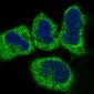 Cytochrome C Rabbit mAb ABZ5043