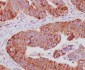 Cytochrome C Rabbit mAb ABZ5043