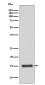 Cytochrome C Rabbit mAb ABZ5043