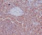 Radixin Rabbit mAb ABZ5044