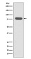Radixin Rabbit mAb ABZ5044