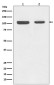 Rb Rabbit mAb ABZ5045