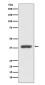 GPCR RDC1/CXCR-7 Rabbit mAb ABZ5047