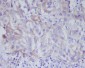 VAV2 Rabbit mAb ABZ5051