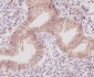 Cyclooxygenase 1 Rabbit mAb ABZ5052