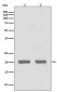 IL-1RA Protein Rabbit mAb ABZ5057