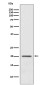 ARF1 Rabbit mAb ABZ5058