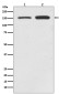 SMC1A Rabbit mAb ABZ5059
