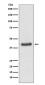 JunB Rabbit mAb ABZ5063