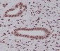 Ubiquitin K48 Rabbit mAb ABZ5070