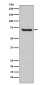 HspA2 Rabbit mAb ABZ5071