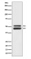 JNK1/3 Rabbit mAb ABZ5072