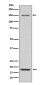 Integrin alpha 5 Rabbit mAb ABZ5074