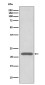 Peroxiredoxin 2 Rabbit mAb ABZ5076