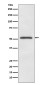 MiTF Rabbit mAb ABZ5089